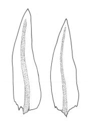 Macrocoma tenue subsp. tenue, leaves. Drawn from A.J. Fife 5388, CHR 351305.
 Image: R.C. Wagstaff © Landcare Research 2017 